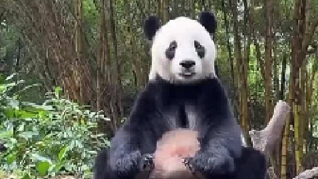 亲亲：我已经准备好了，窝窝头快到嘴里来 亲亲坐在那啥都懂，还点头，还来回伸舌头，可爱极了