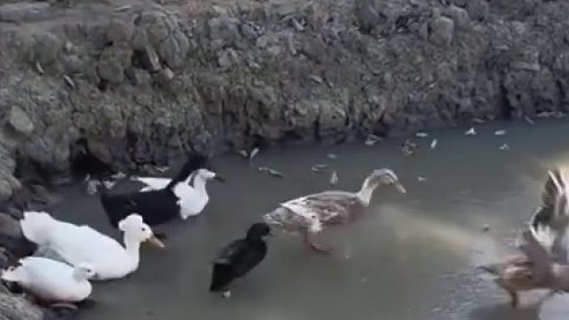 男子看见鸭子进湖里，踩过一段冰然后才能进水，有羽绒服就是不怕冷