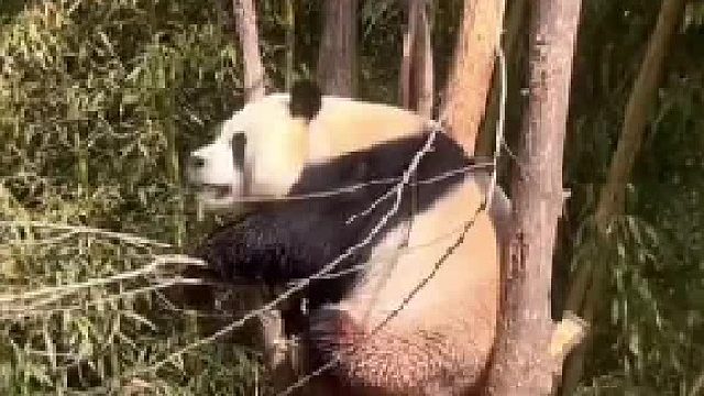 全网的熊猫就灵岩唱的最好