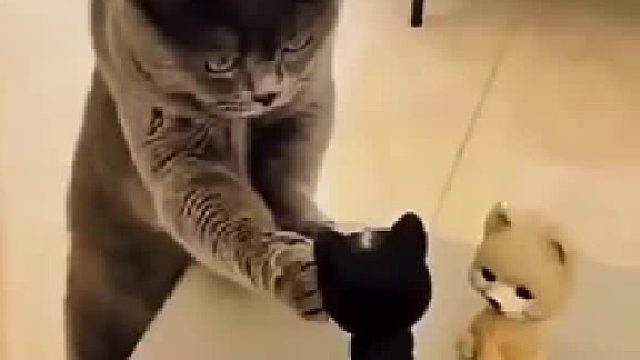 这猫是个做导演的好料子