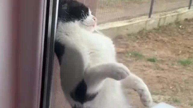 不愧是奶牛猫这都能睡得着