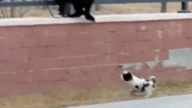 狗狗真的会谢谢你！ 狗妈妈教小狗跳围墙，小狗一直没敢跳上去，路人忍不住把小狗抱上去！