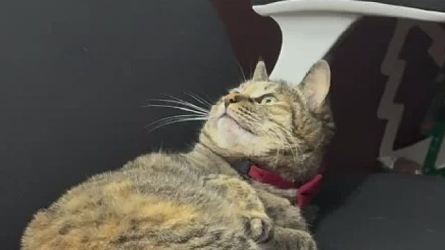 抢了爸爸的凳子还骂骂咧咧，姨姨们赶紧管管