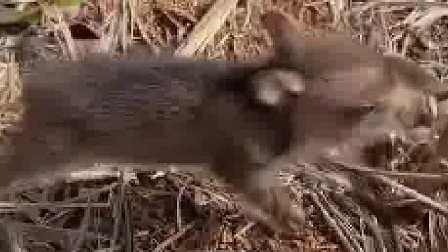 小野猪挺凶的……