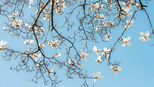 素妆雅洁清芬处， 只为东君次第开。