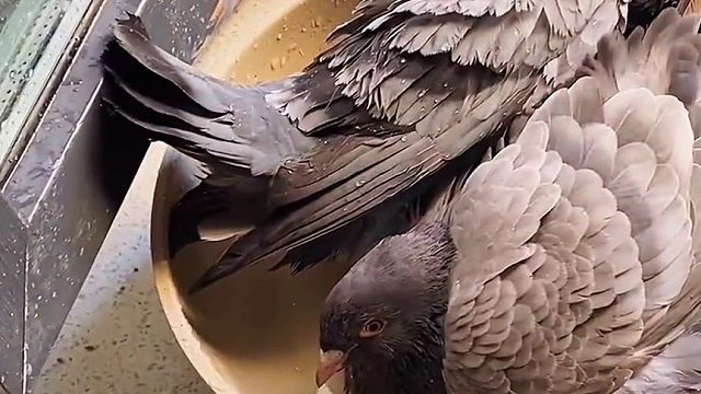 鸽之大，一锅放不下