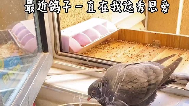 我这不光是鸽子餐饮洗浴服务中心了！建材市场也开起来了