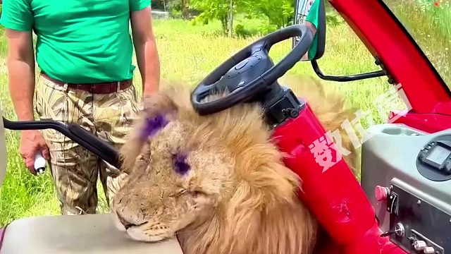 俄罗斯动物的尊严去哪了？狮子也怕拖鞋攻击