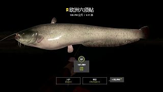 100kg壓線星豬