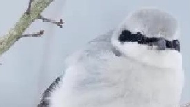 鸟中屠夫，伯劳鸟 酷爱穿肉串，制作风干腊肉！