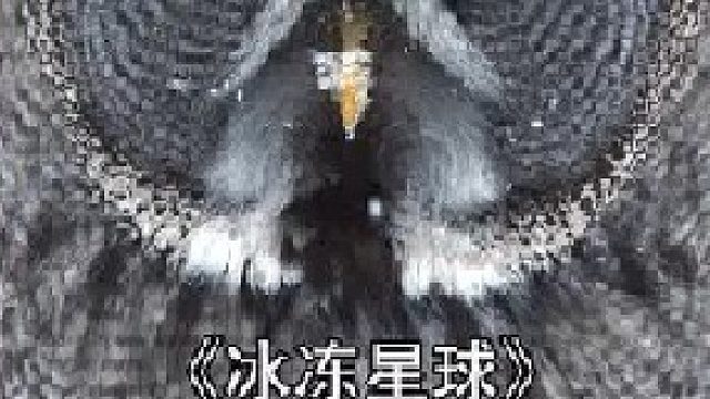 动物圈里的猪队友！