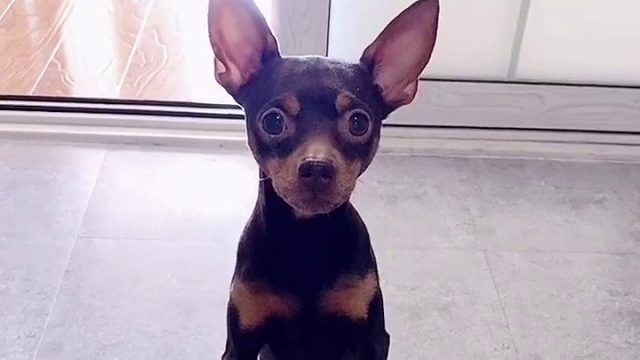 在不撒手我就咬你