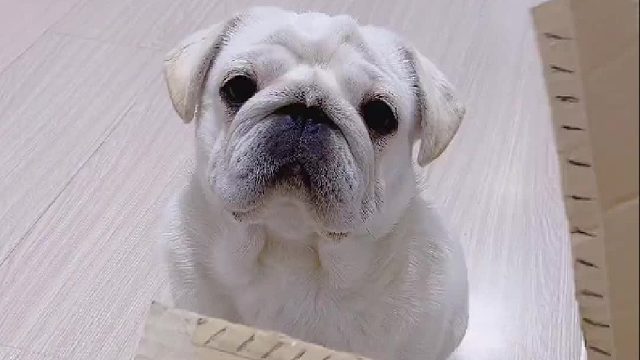 这演技还得磨呀！啥也不是