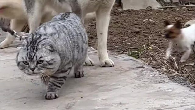 猫哥又去找爱妃了