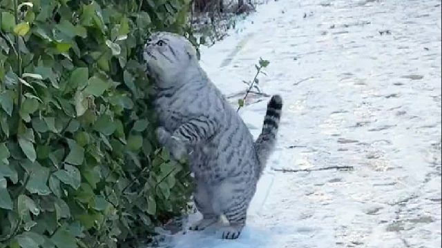 猫又跑了…带自家猫咪出来一定要牵绳呀