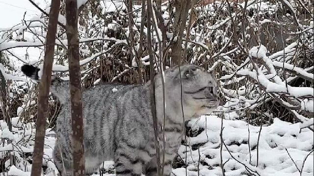 如果不拴绳会发生