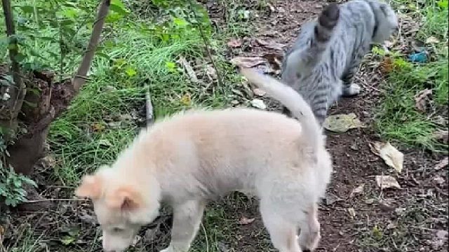 听力考试：哪只狗说自己是傻子