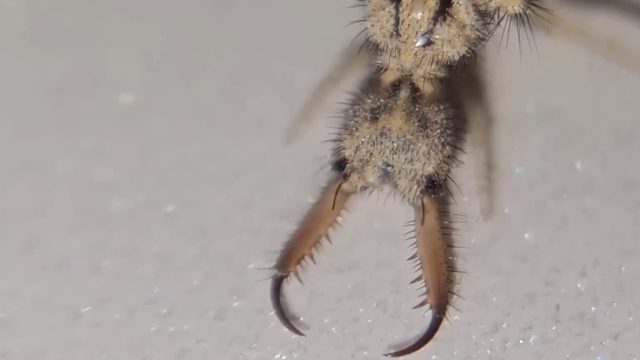 沉浸式养沙牛3，把蟑螂放在沙牛陷阱里，竟然被吃掉了