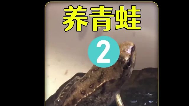 养野外的小青蛙，万万没想到它们居然只吃这虫子，结果挺意外