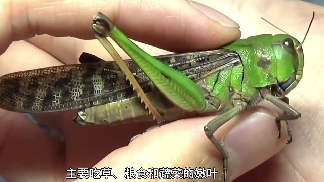 养野外抓的蚂蚱，爱吃面包的小蚂蚱产下了卵，可以把它养大吗？