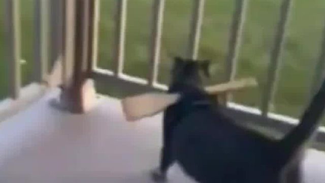 有效防止猫咪“越狱”，这就叫插翅难飞！