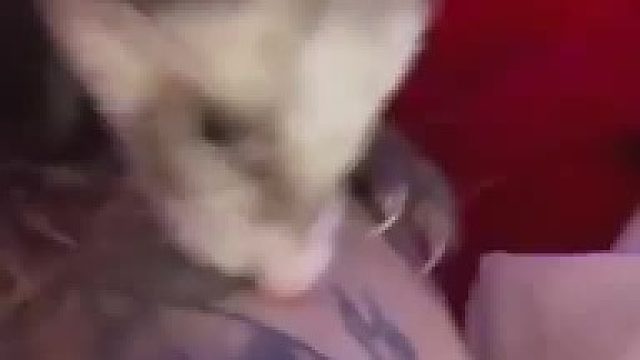 当你有蛇/龙纹身时最好不要养雪貂