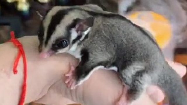 平时怎么办，白天带身上，晚上放窝里