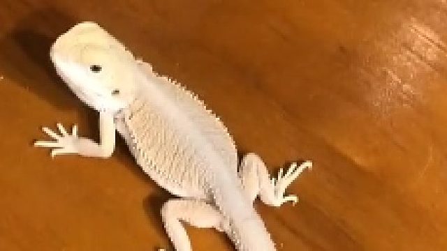 来自#鬃狮蜥 的狂奔，站起来跑哈哈，太可爱了#异宠 #爬虫 #爬宠 #鬃狮蜥宠物