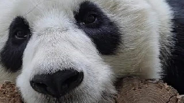 谁敢说华丽丽的咩咩声不好听，就打爆你的头