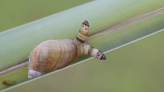 养野外抓的蜗牛，打造蜗牛造景缸的过程，超有趣超解压