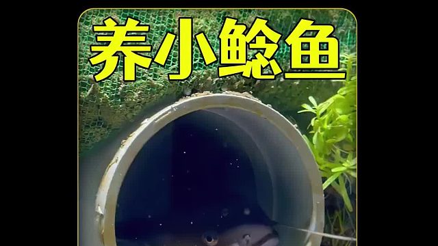 养野外抓来的两只小鲶鱼，给它们打造一个鲶鱼屋，竟然消失了一只