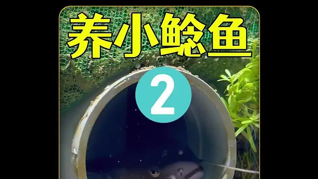 养野外抓来的小鲶鱼，养了三个月后突然不吃东西了，这该怎么办？