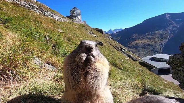 养一只表情包里的土拨鼠是什么体验，和你想象的一样吗？