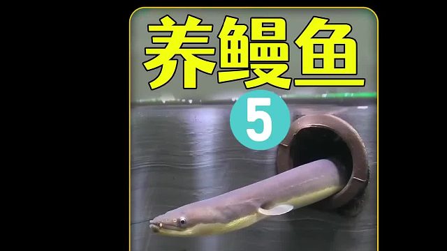 养一只真正的man鱼，那真是泰裤啦，它会对鸡感兴趣吗？