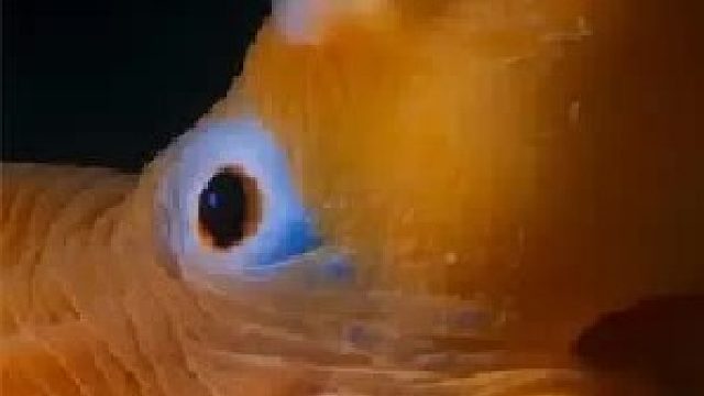 《深 海 秘 境》