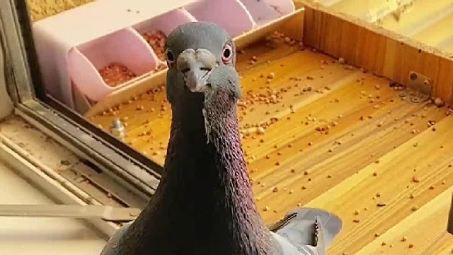 给宠物的宠物养宠之路就在此终结了？