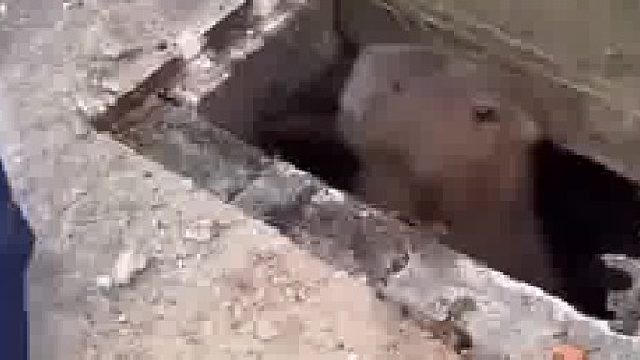 臭小子不说声谢，若无其事走掉了