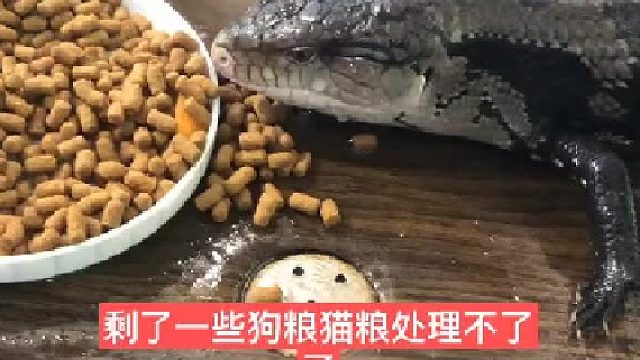 给大家看一下我的#茶宠 ，#蓝舌石龙子 我的二哥厉害吧，大哥已经被小姐姐带走了……