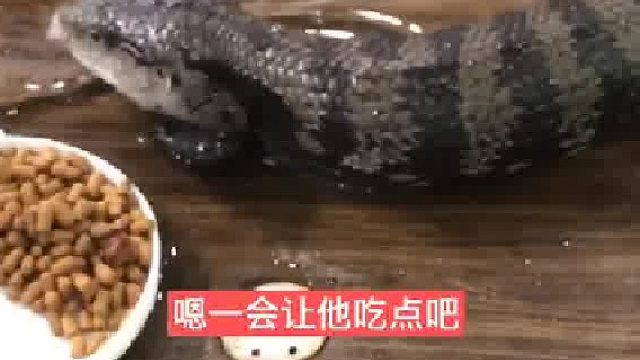 茶宠太温顺，夏天太舒服了