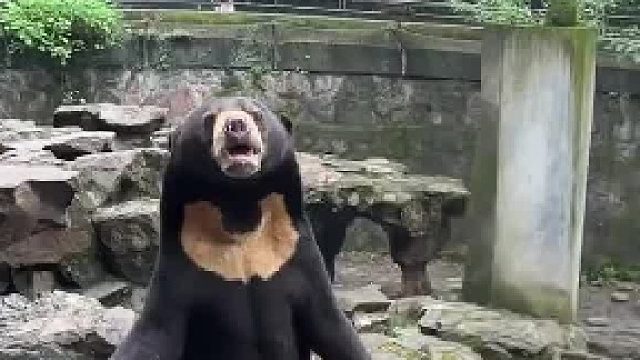 马来熊站直却没等到游客投喂，这熊急得就差开口说话。