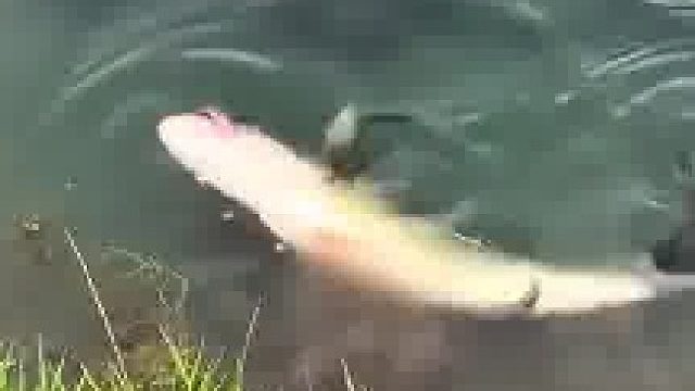 男子看到一条鱼搁浅岸边，帮忙推回河里后没想到..鳄鱼：好人啊!鱼：我....