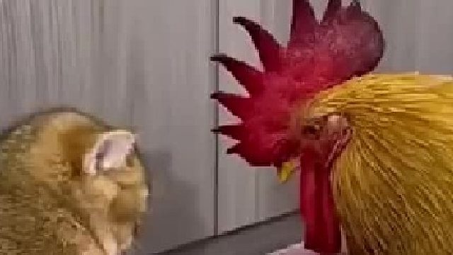 它们两个在对话