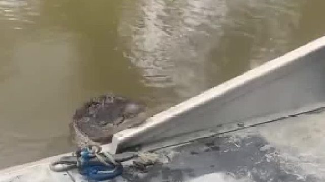 鳄鱼：我不要面子的吗？？？