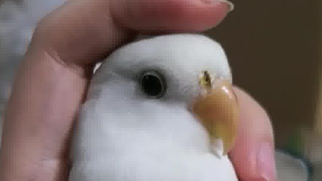 看着挺乖一身反骨