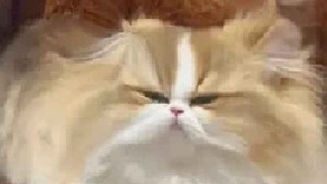 小猫：我请问一下呢？