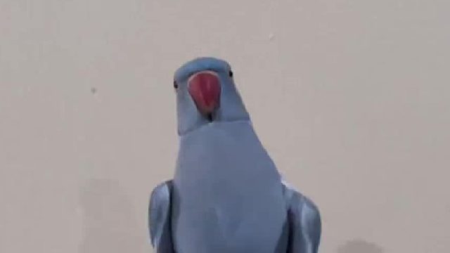 今天是流氓月轮