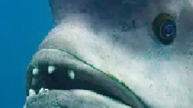 《从胡来到乱来》隆头鱼-小丑鱼