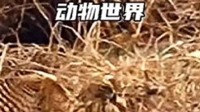兔子戏耍老鹰