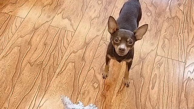 调皮的狗子你家有么？