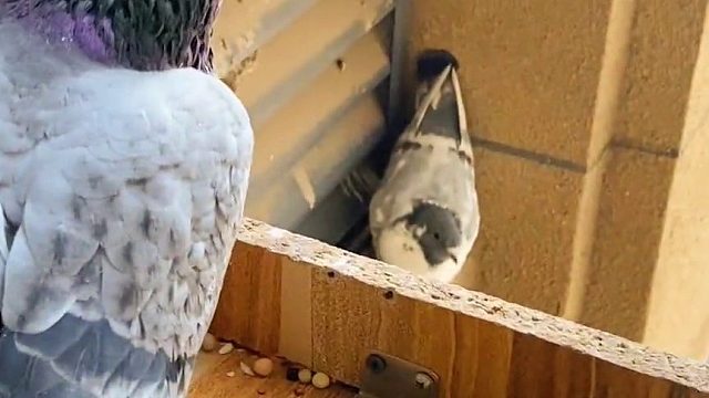 鸽子今天终于把孩子带回来了！！可是这花色好像有点不符合遗传学啊……